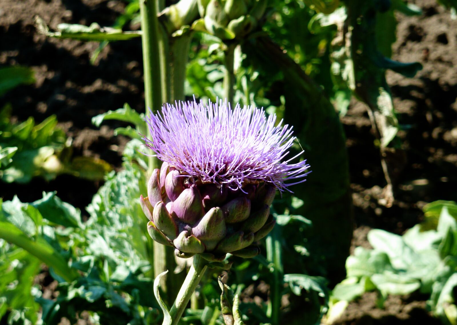Panasonic DMC-TZ7 sample photo. Blossom, bloom, artichoke flower photography