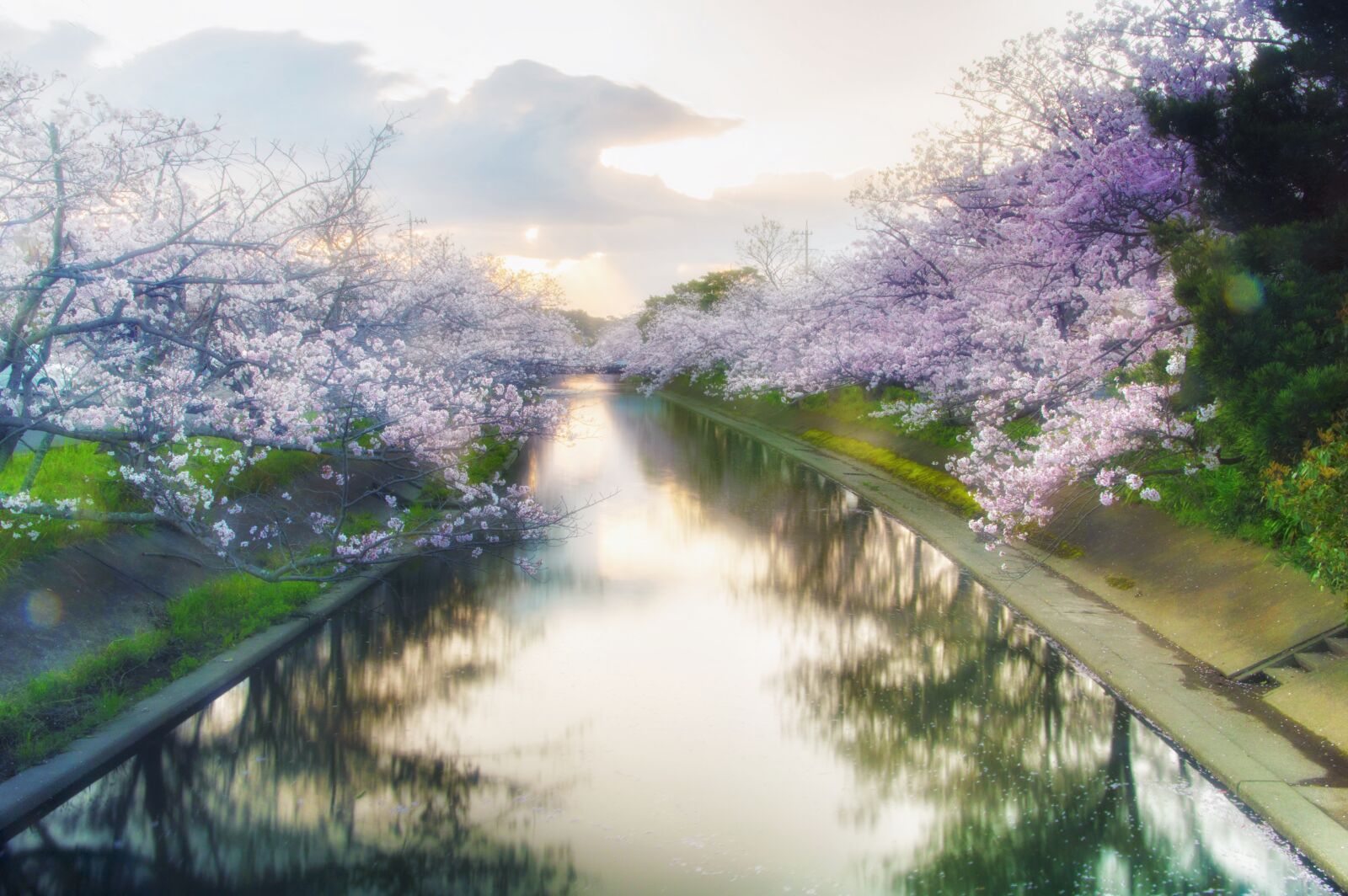 Pentax K-3 sample photo. Japan, cherry blossoms, yoshino photography