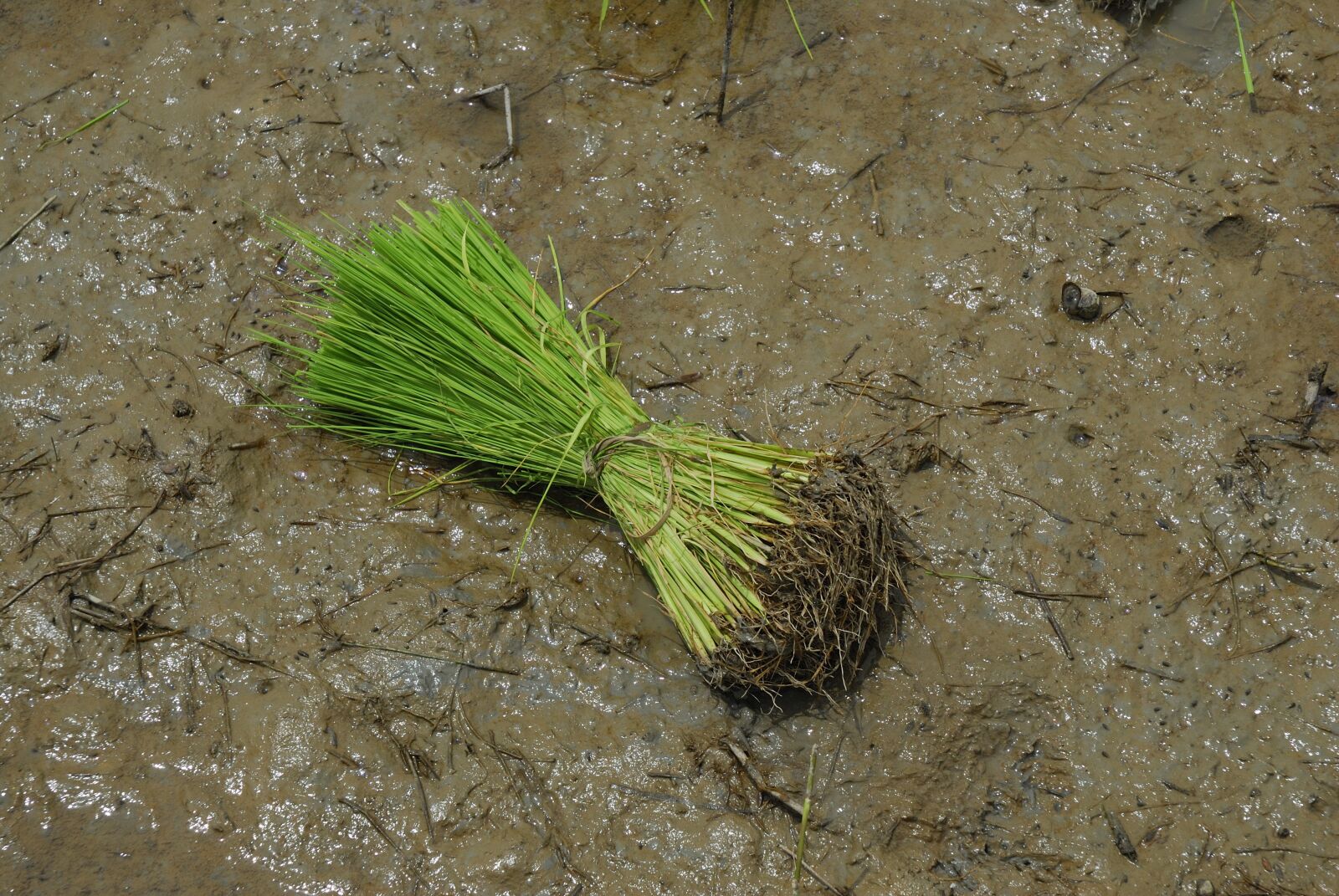Nikon D200 sample photo. Rice, nature, field photography