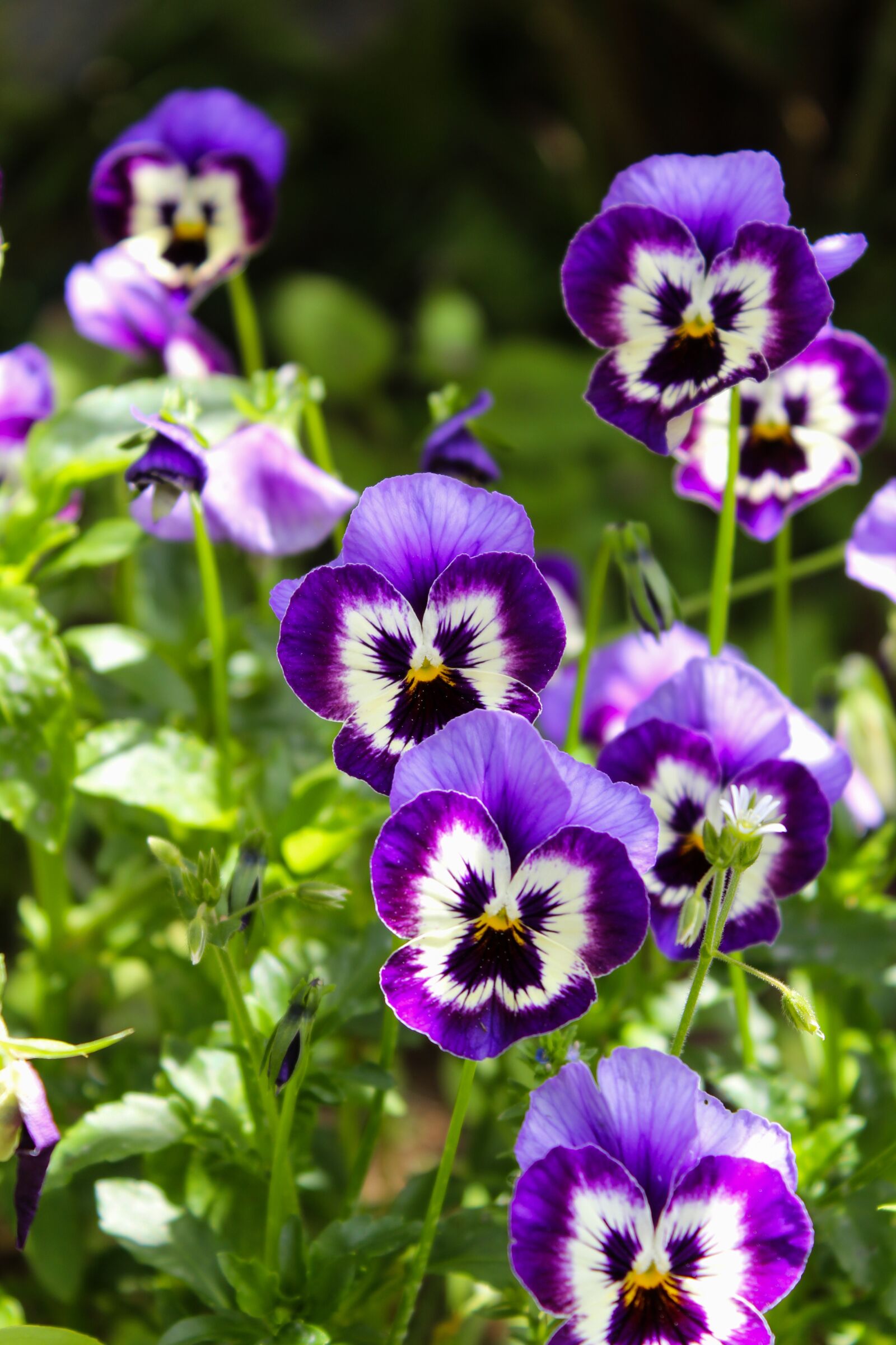 Canon EOS 1300D (EOS Rebel T6 / EOS Kiss X80) sample photo. Thinking, flower, violet photography