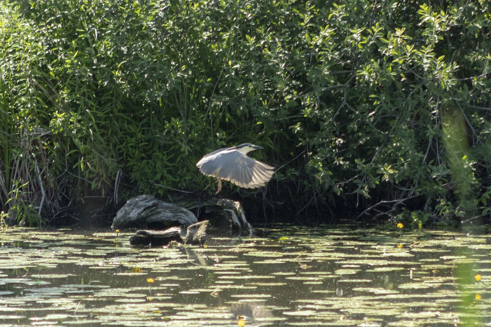 Canon EF75-300mm f/4-5.6 sample photo. Night heron, water bird photography