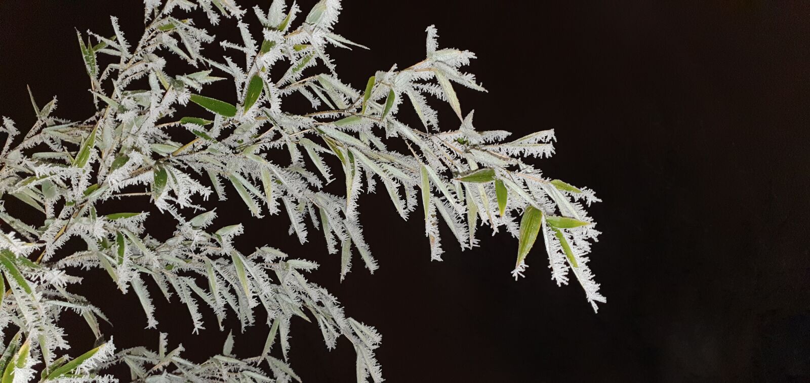 Samsung SM-G973F sample photo. Bamboo, winter, snow photography