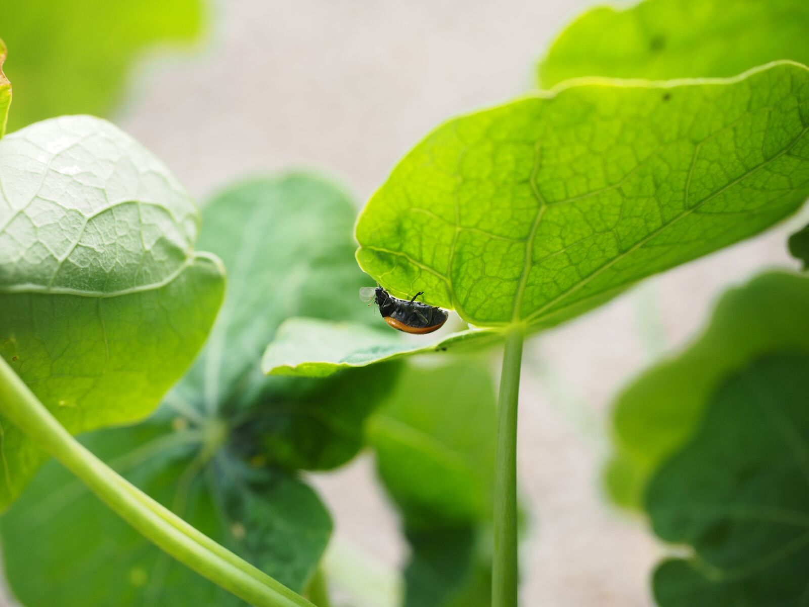 Olympus OM-D E-M1 + Olympus M.Zuiko Digital ED 12-40mm F2.8 Pro sample photo. Ladybug, lice, eat photography