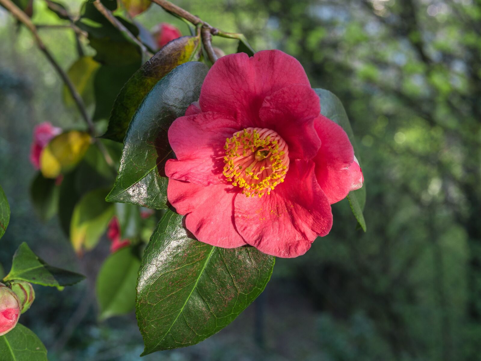 Panasonic Leica DG Summilux 25mm F1.4 II ASPH sample photo. Flower, plant, leaf photography