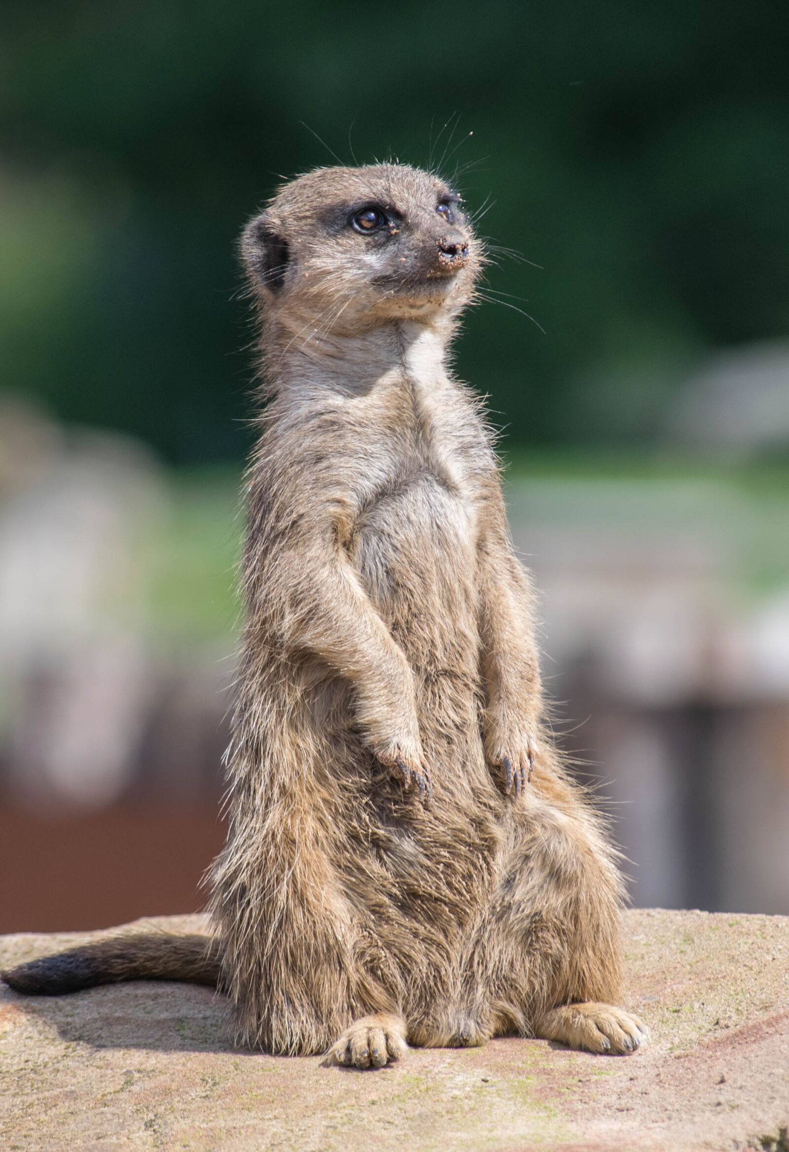 Nikon D3300 sample photo. Meerkat, zoo, watchful photography