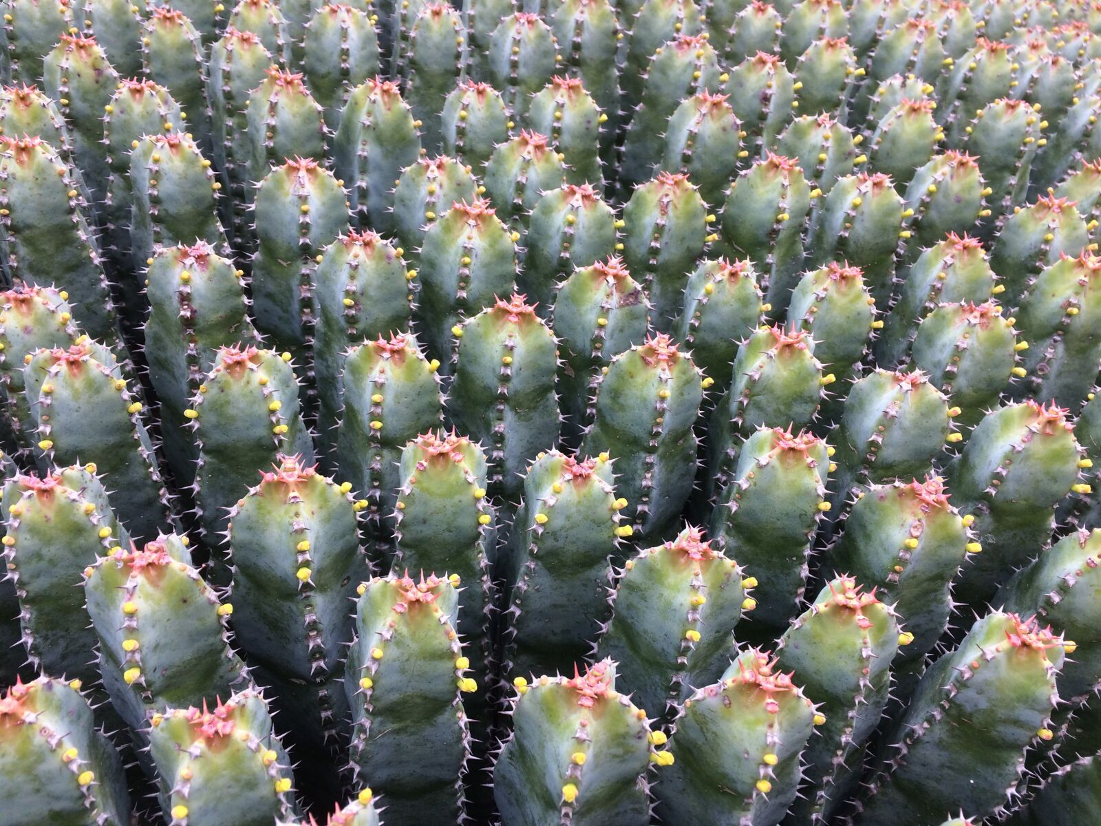 iPhone 5s back camera 4.15mm f/2.2 sample photo. Cactusfamilie, succulent, prickly photography
