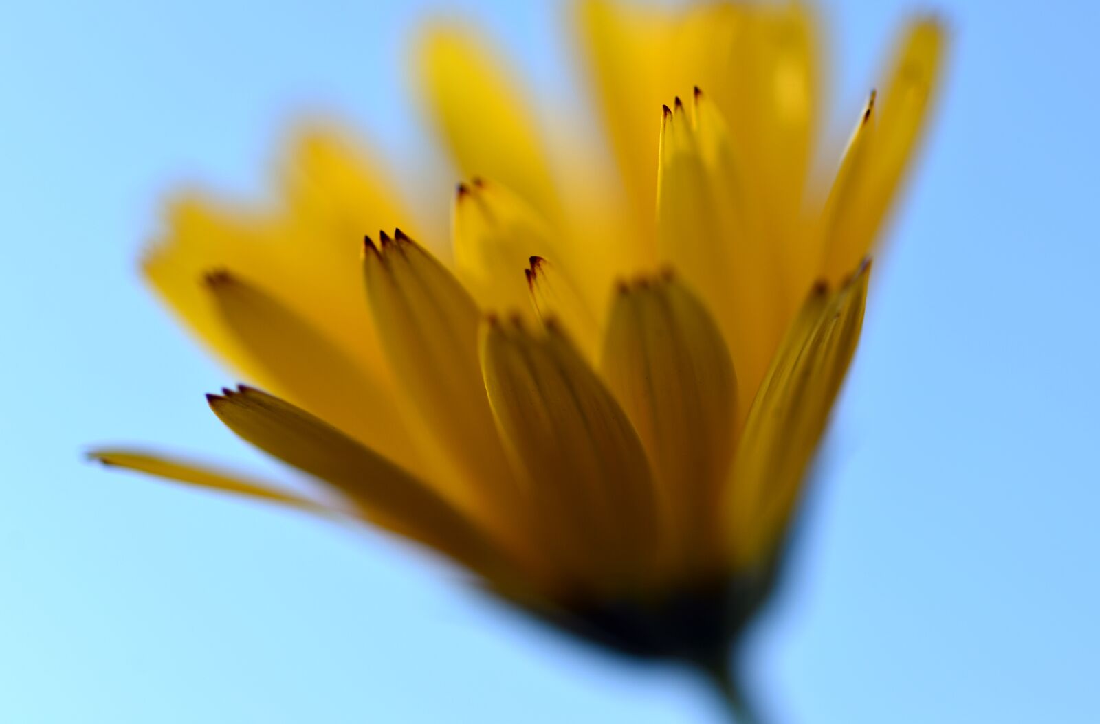 Nikon D610 sample photo. Flower, yellow, blossom photography