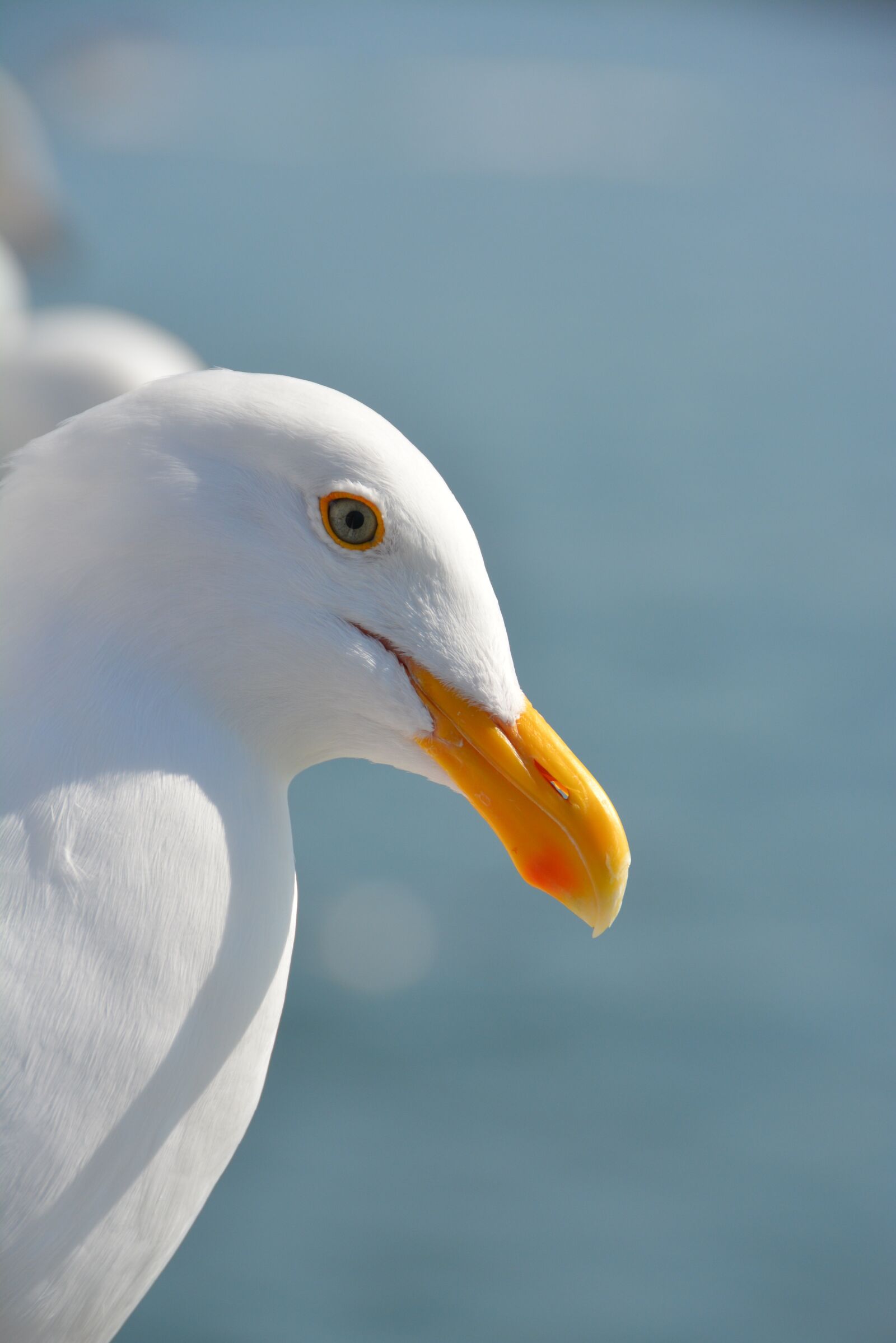 Nikon D5200 sample photo. Seagull, close-up, bird photography