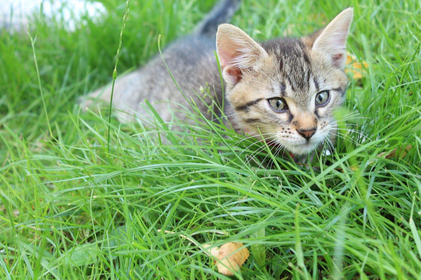 Canon EOS 1100D (EOS Rebel T3 / EOS Kiss X50) sample photo. Kitten, hunter, cat photography