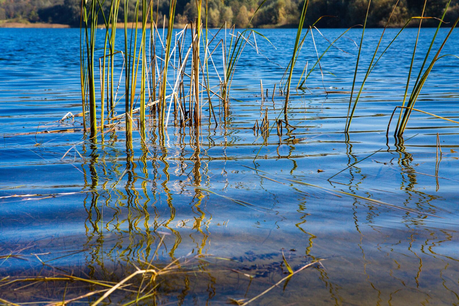 Canon EOS 5D Mark III sample photo. Autumn, reed, sky photography