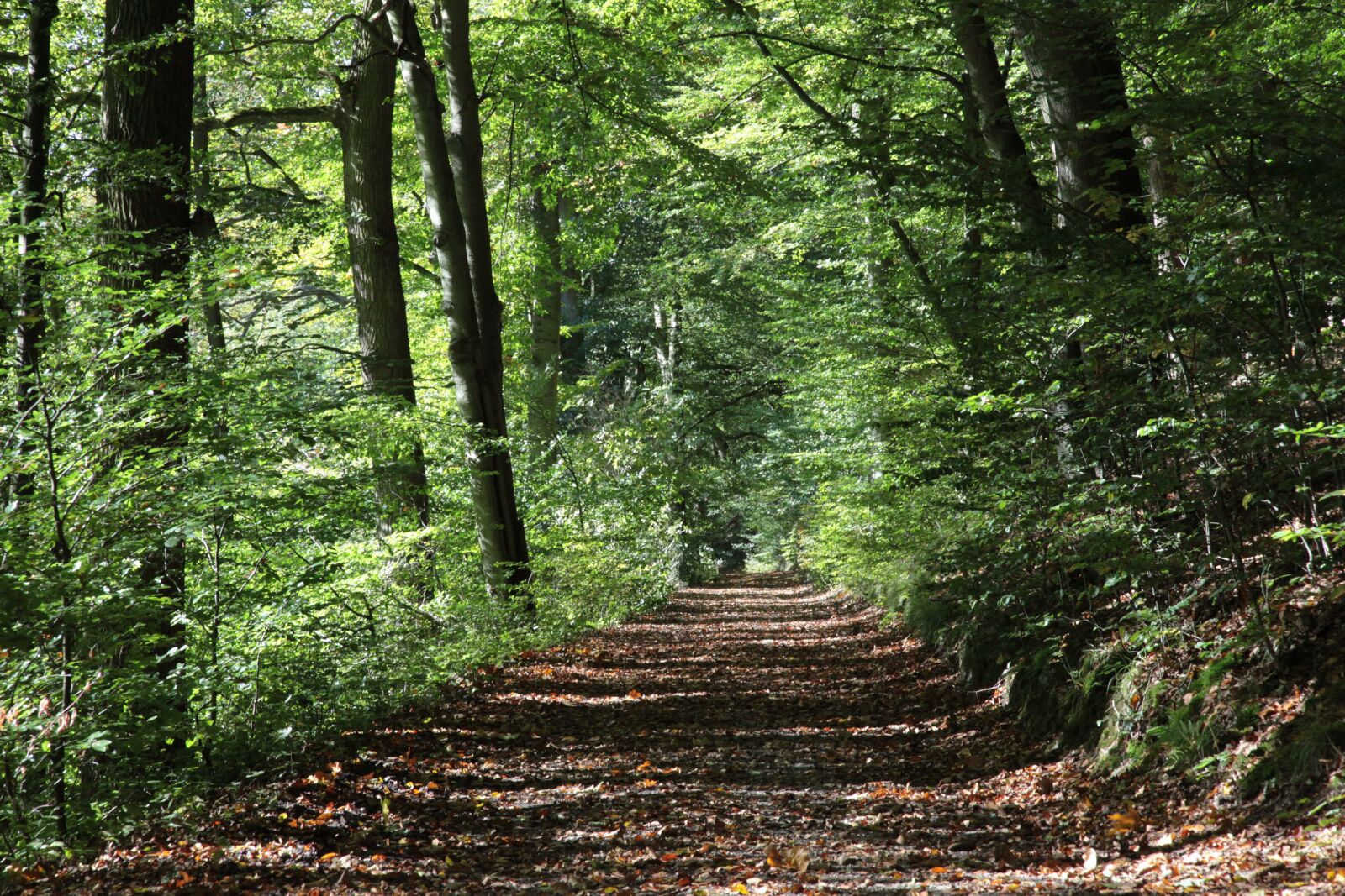 Canon EOS 5D Mark II sample photo. Forest path, autumn, oak photography