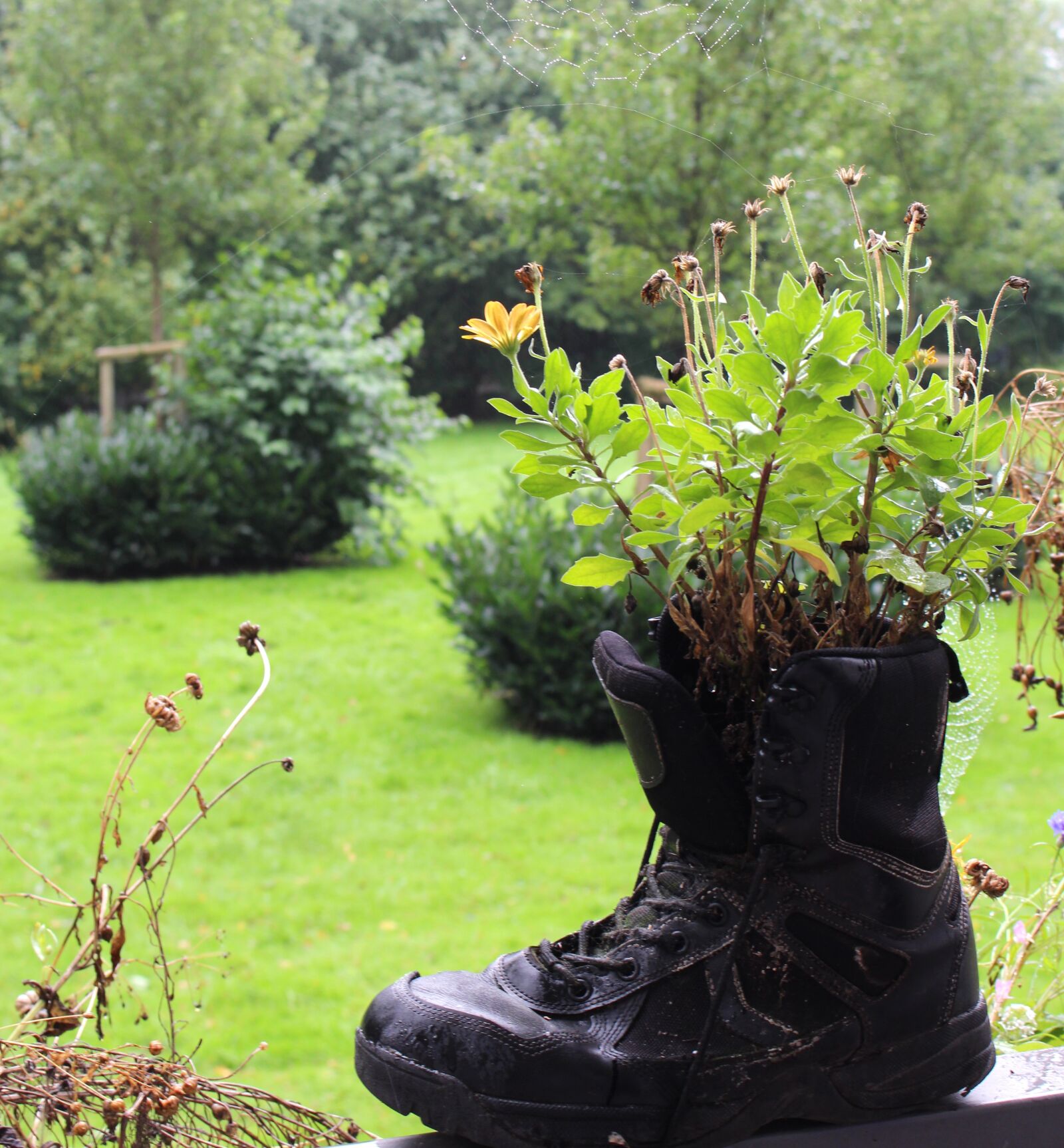 Canon EOS 700D (EOS Rebel T5i / EOS Kiss X7i) sample photo. Plant, flowers, boots photography
