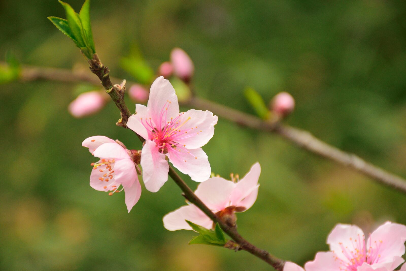 Nikon D5300 sample photo. Flower, pink, plant photography