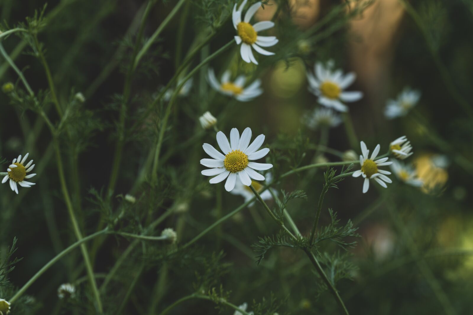 Sony a6600 sample photo. Daisy, white flower, flowers photography