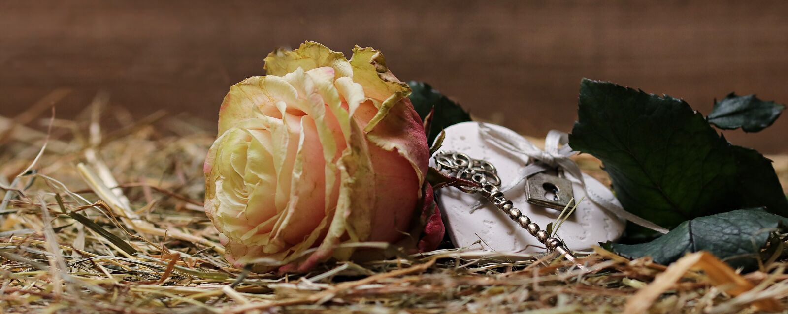 Canon EOS 80D sample photo. Rose, floribunda, blossom photography