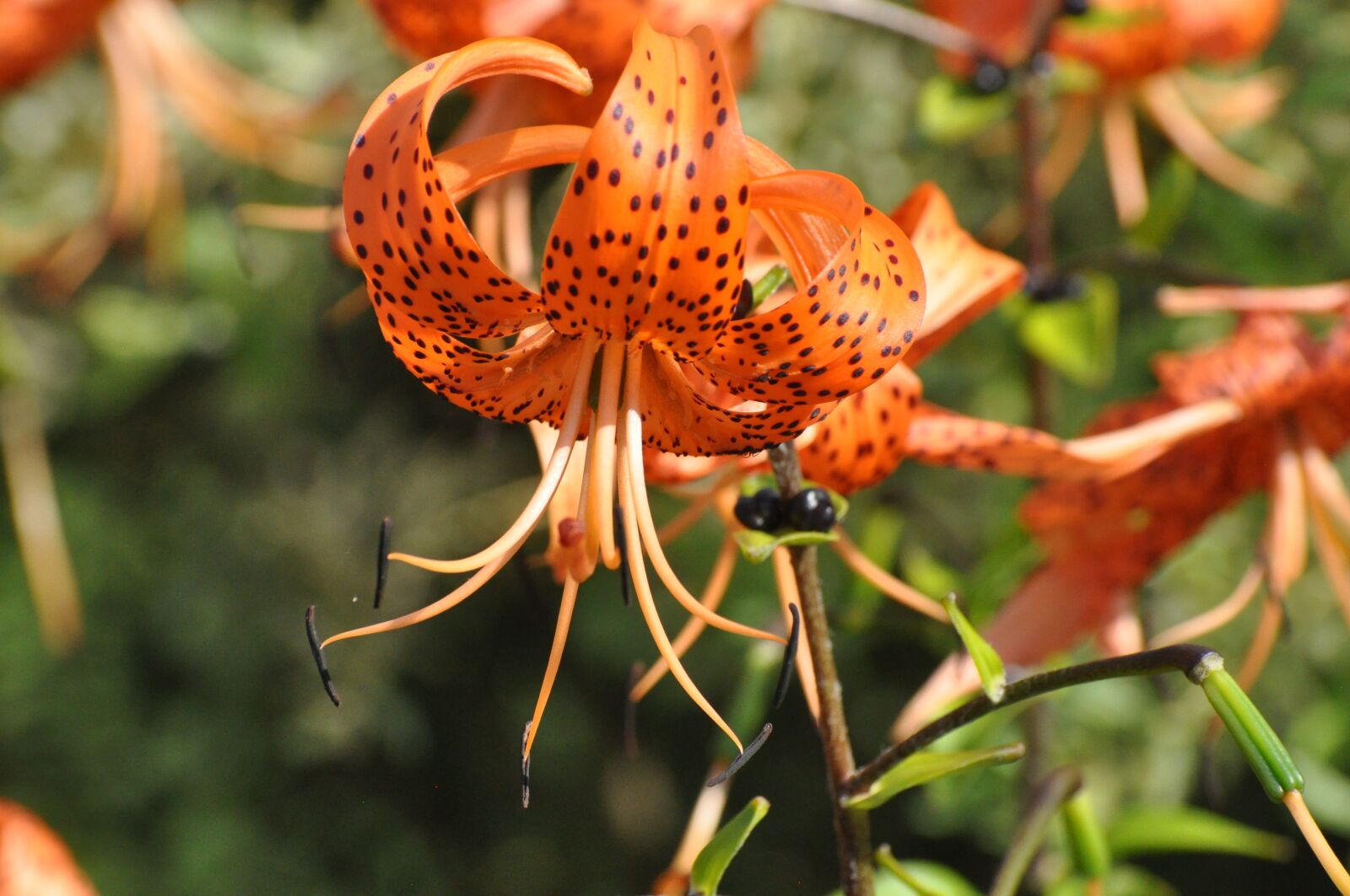 Nikon D90 sample photo. Flowers, summer, garden photography