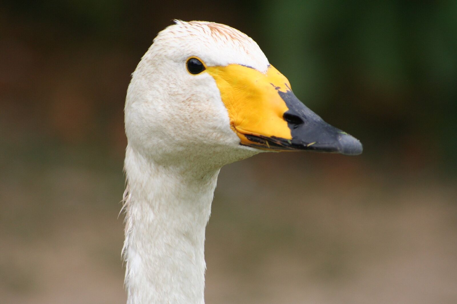 Canon EOS 350D (EOS Digital Rebel XT / EOS Kiss Digital N) sample photo. Bird, goose, duck photography
