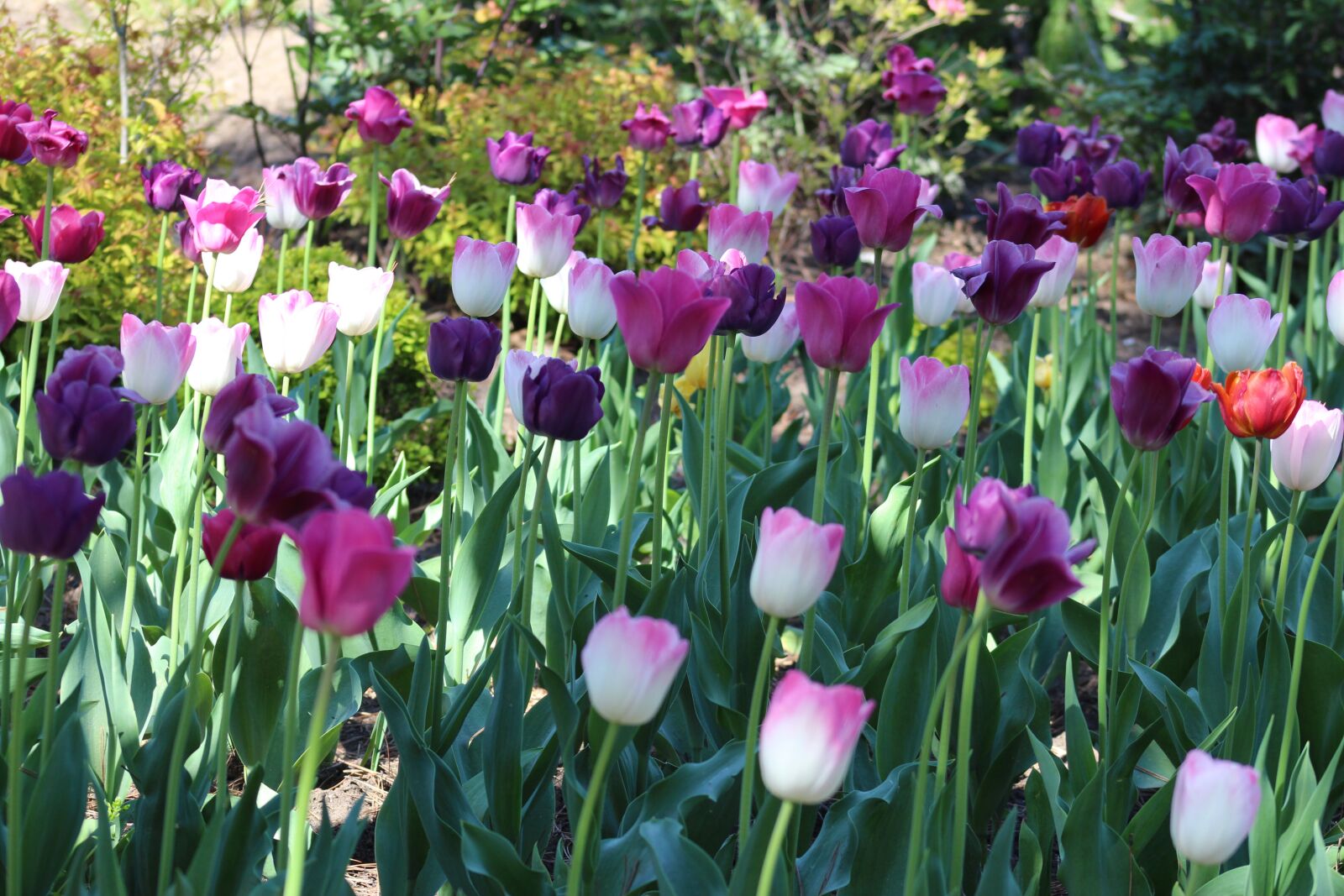 Canon EOS 700D (EOS Rebel T5i / EOS Kiss X7i) sample photo. Nature, spring, flowers photography