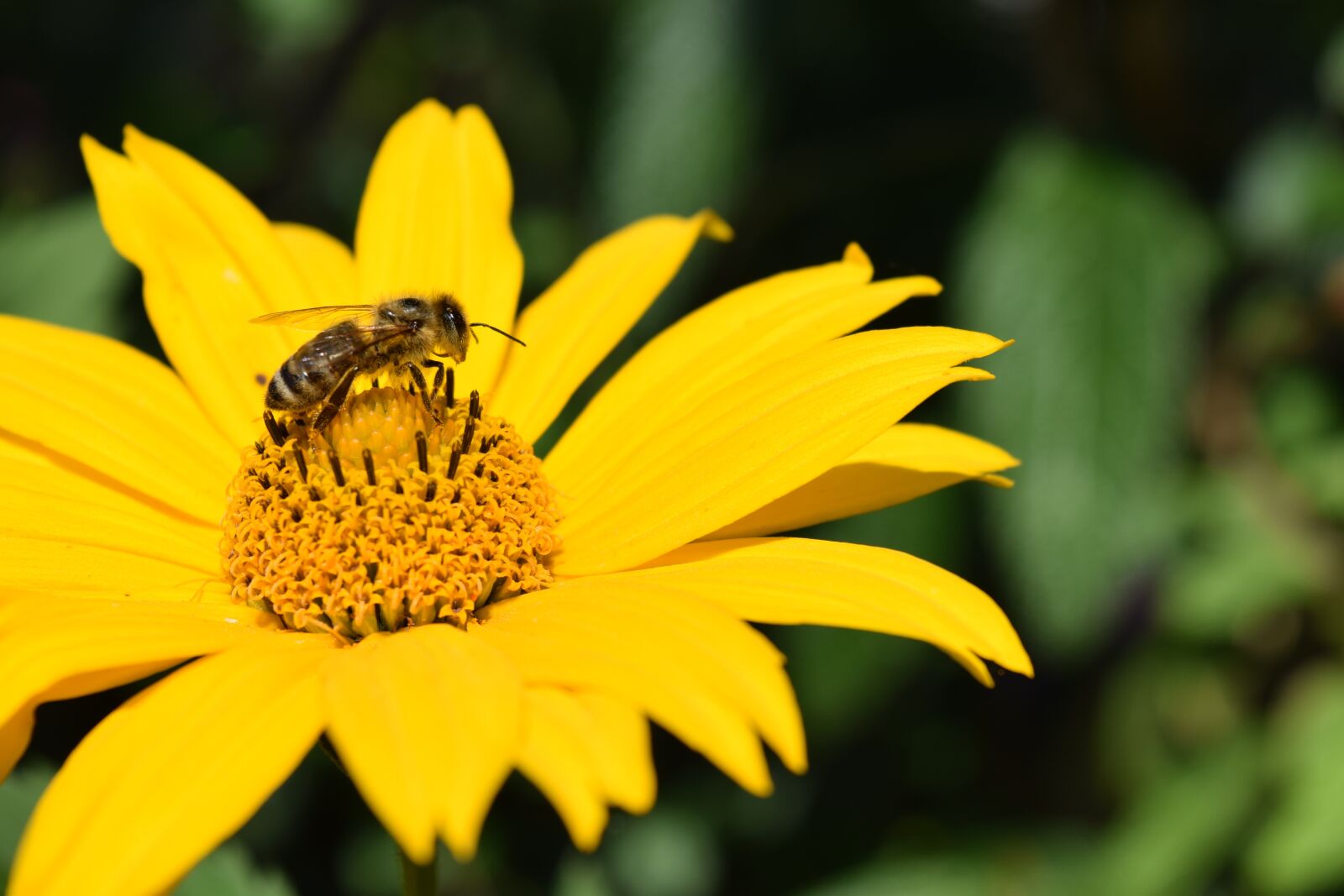 Nikon D3300 sample photo. Helianthus decapetalus, perennial sunflower photography