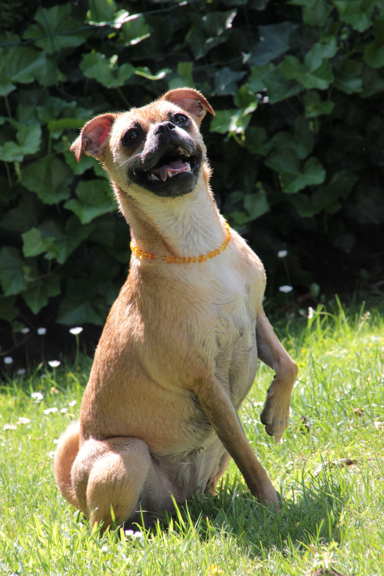 Canon EOS 600D (Rebel EOS T3i / EOS Kiss X5) sample photo. Dog, jackrussel, sweet photography