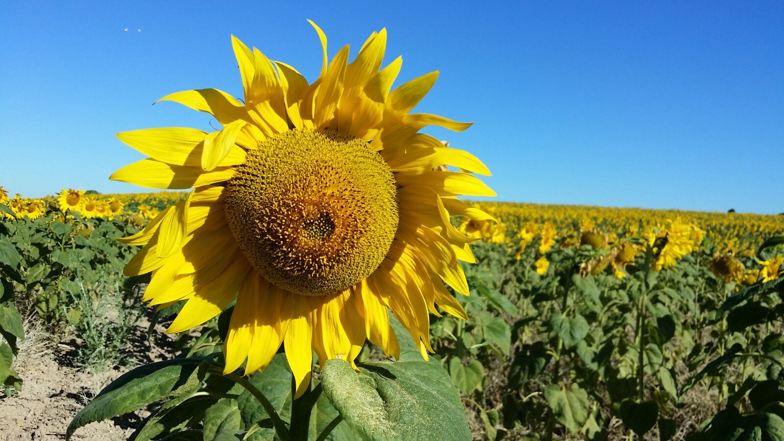 Samsung Galaxy S4 sample photo. Sunflower, flower, yellow photography