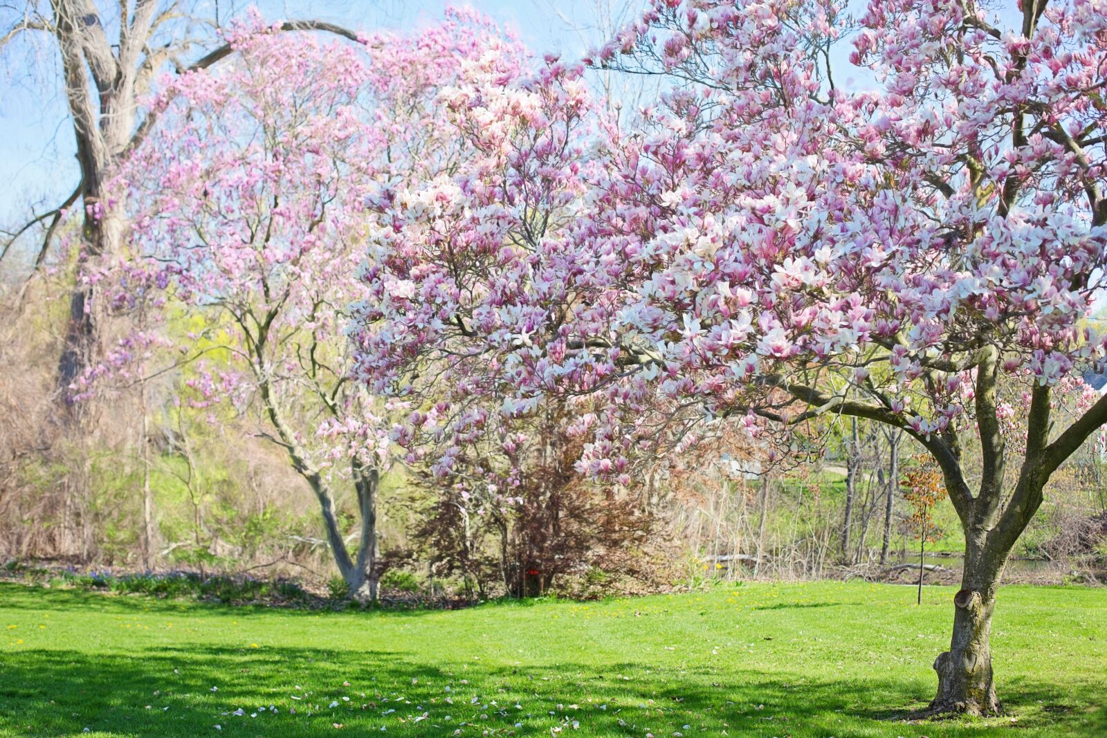 Canon EF 50mm F1.4 USM sample photo. Magnolias, pink, background photography