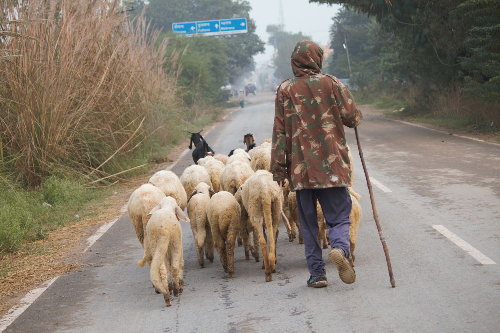 Canon EOS 7D sample photo. India, sheep, animals photography