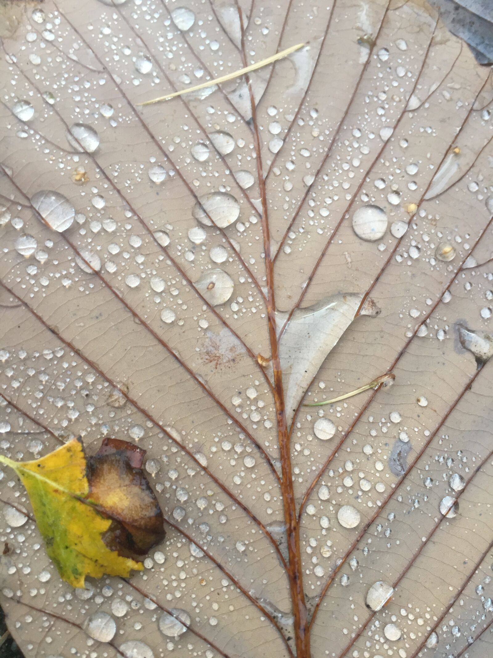 iPhone 6 back camera 4.15mm f/2.2 sample photo. Leaf, autumn, leaves photography