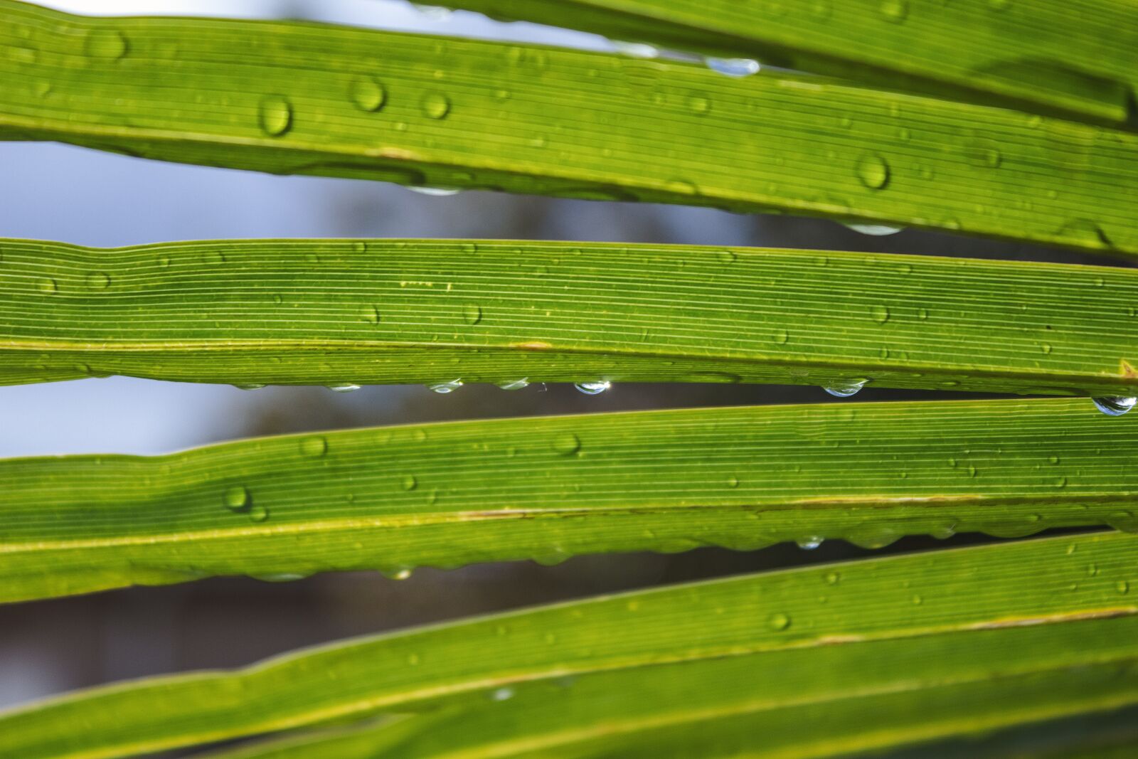 Canon EOS 600D (Rebel EOS T3i / EOS Kiss X5) sample photo. Palm, dew, green photography