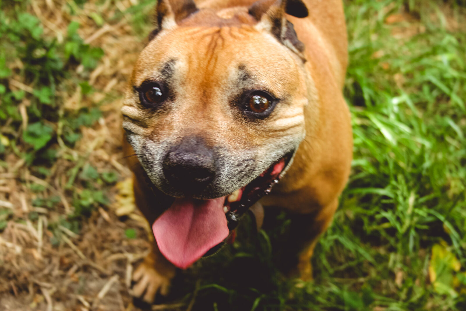 Canon EOS 20D sample photo. Dog, dog, head, dog photography