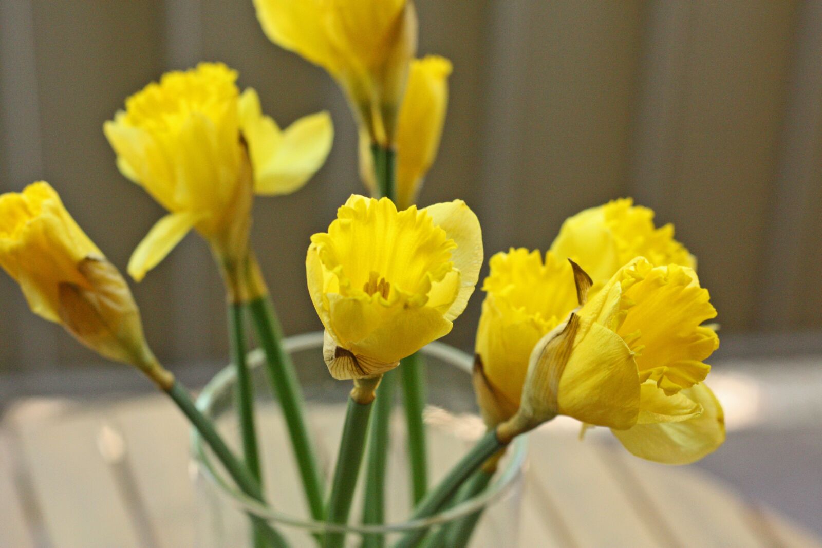 Canon EOS 450D (EOS Rebel XSi / EOS Kiss X2) sample photo. Narcissus, daffodil, spring photography