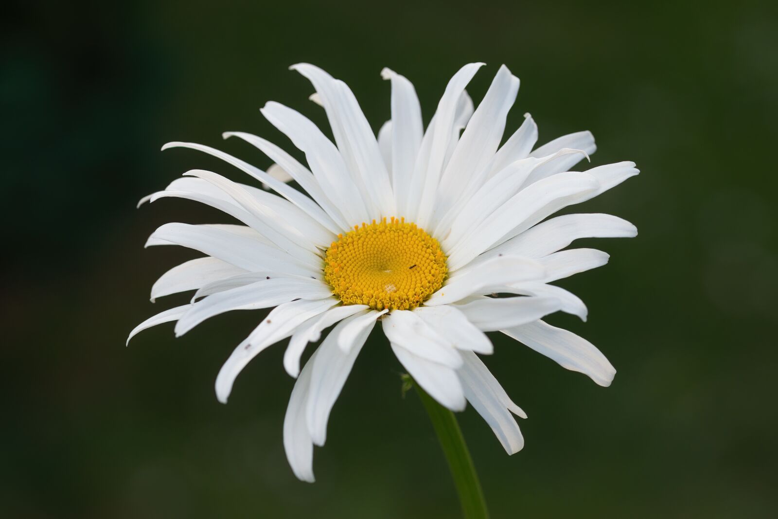 Nikon D5300 sample photo. Daisy, white, flower photography