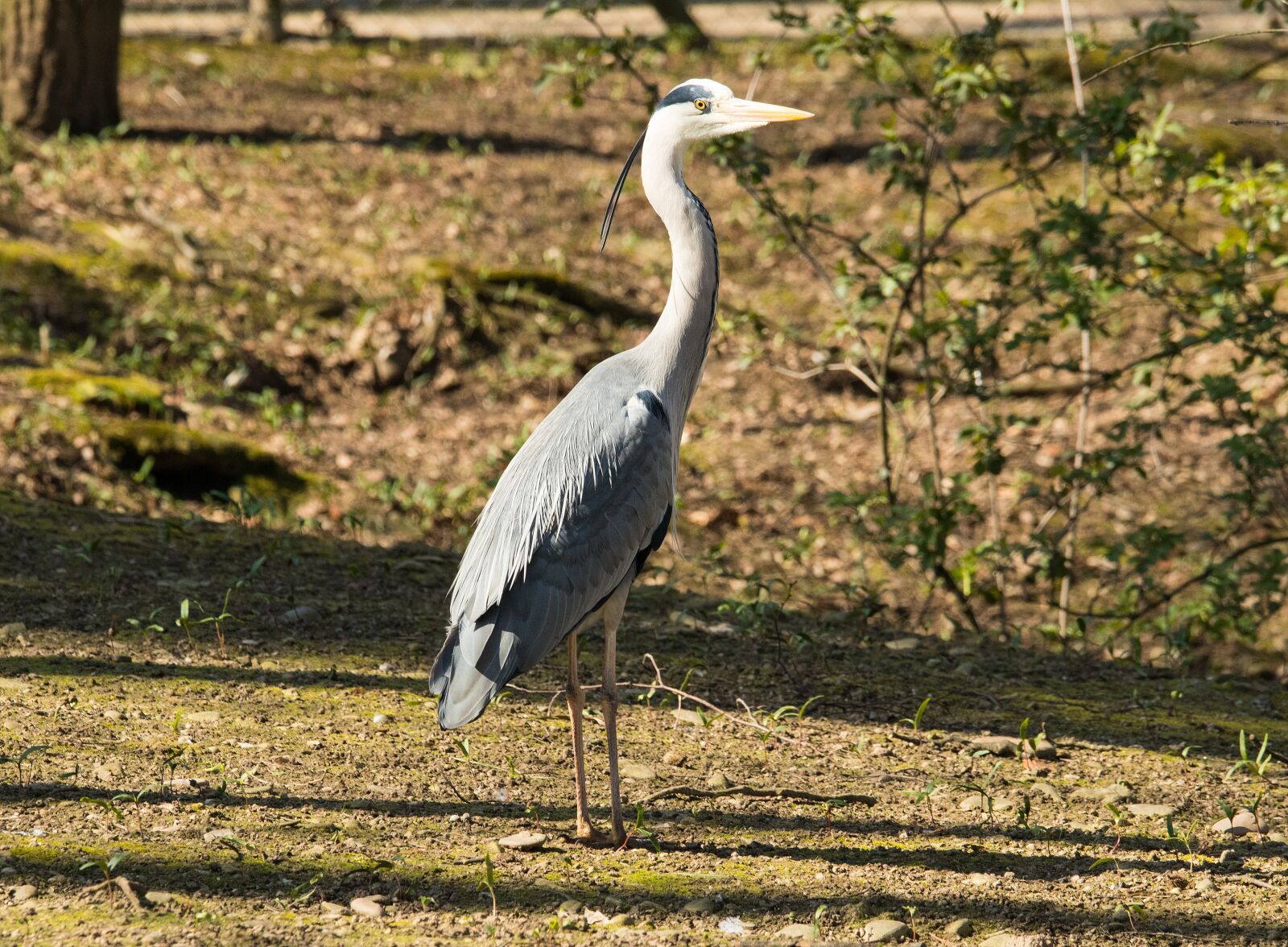 Canon EOS 80D sample photo. Heron, grey heron, bird photography