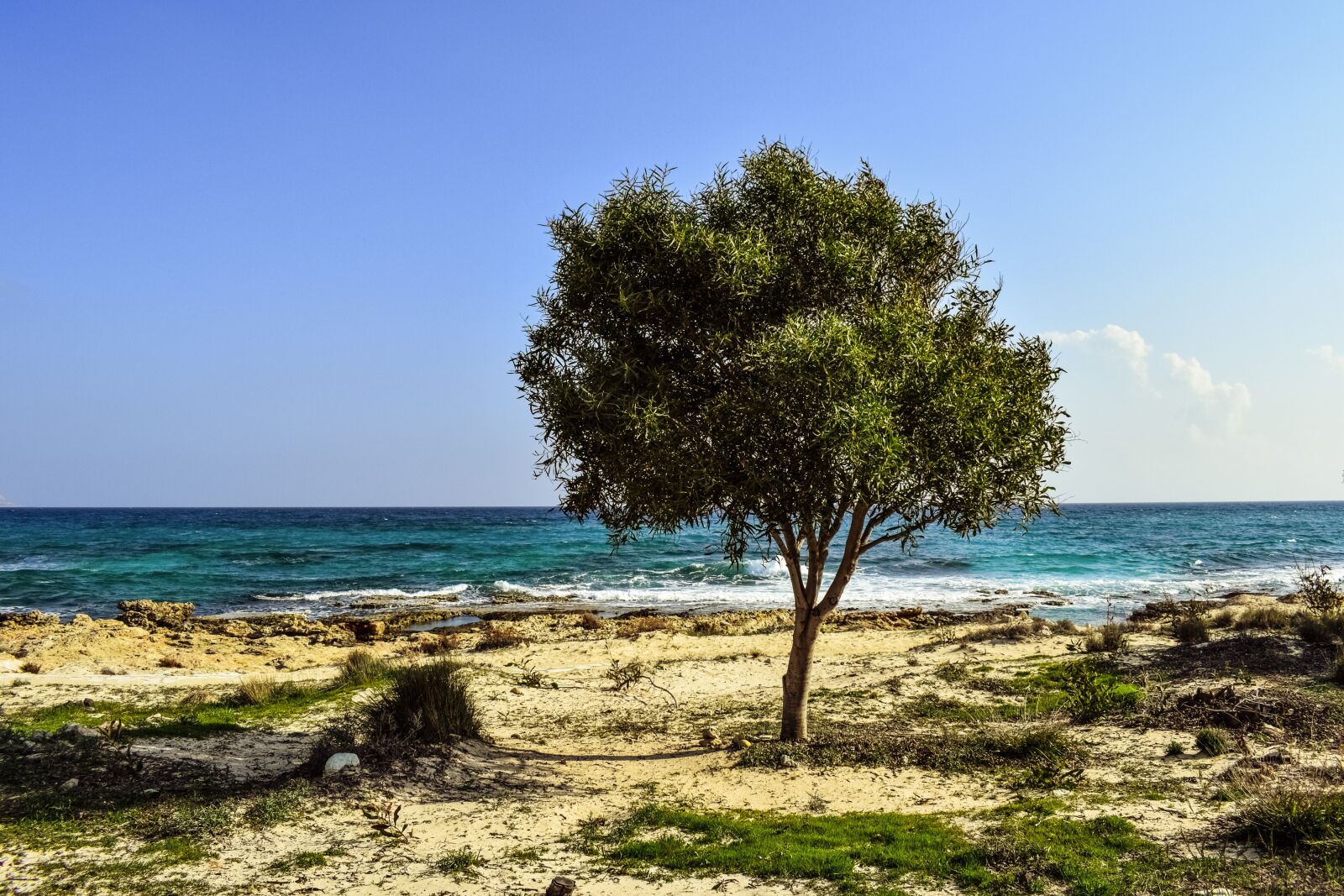 Nikon D3300 sample photo. Tree, beach, sea photography