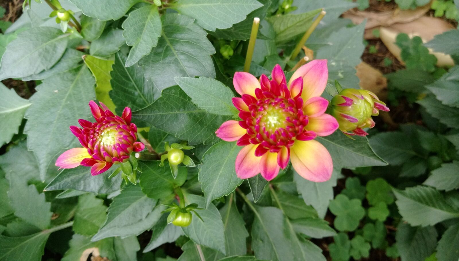 HTC ONE X9 DUAL SIM sample photo. Flower, nature, plant photography