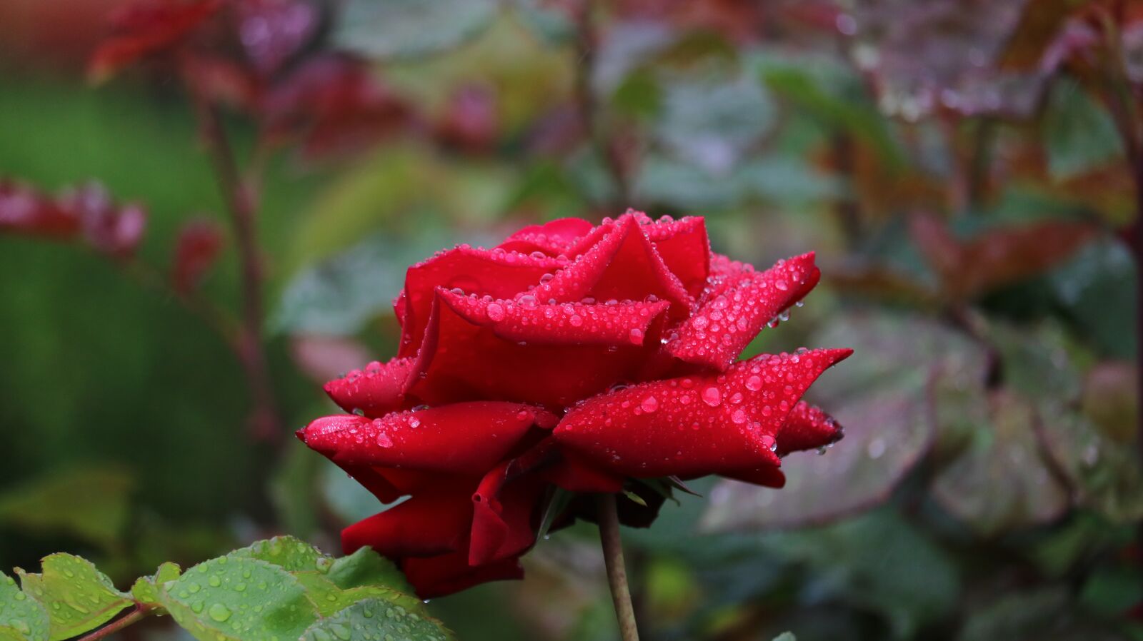 Canon EF-S 55-250mm F4-5.6 IS STM sample photo. Rose, rose park, park photography
