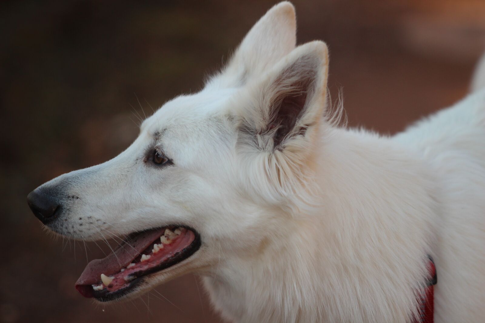 Canon EOS 600D (Rebel EOS T3i / EOS Kiss X5) sample photo. White shepherd, dog, animal photography