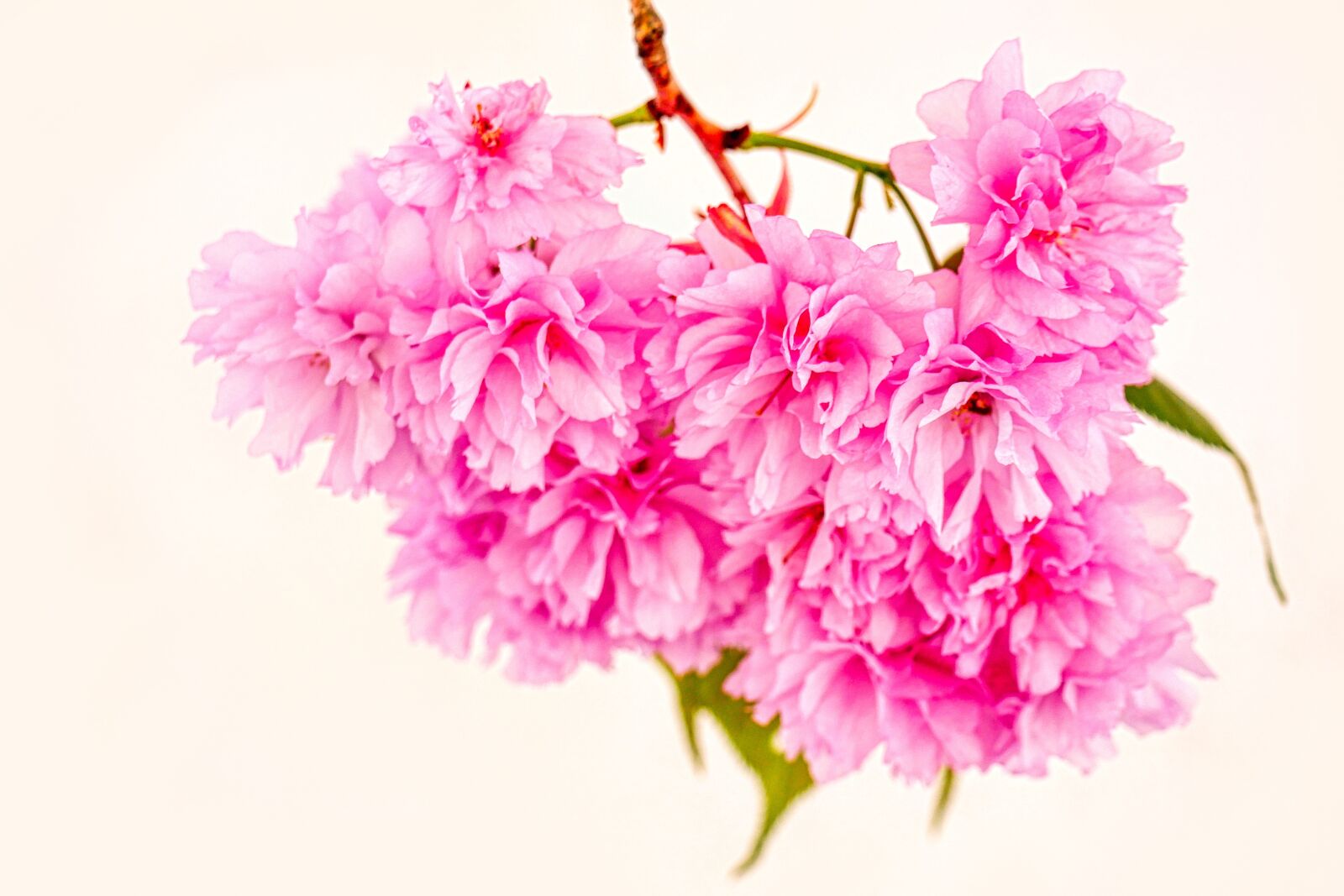 Panasonic Lumix DMC-GX8 sample photo. Almond tree, blossom, bloom photography