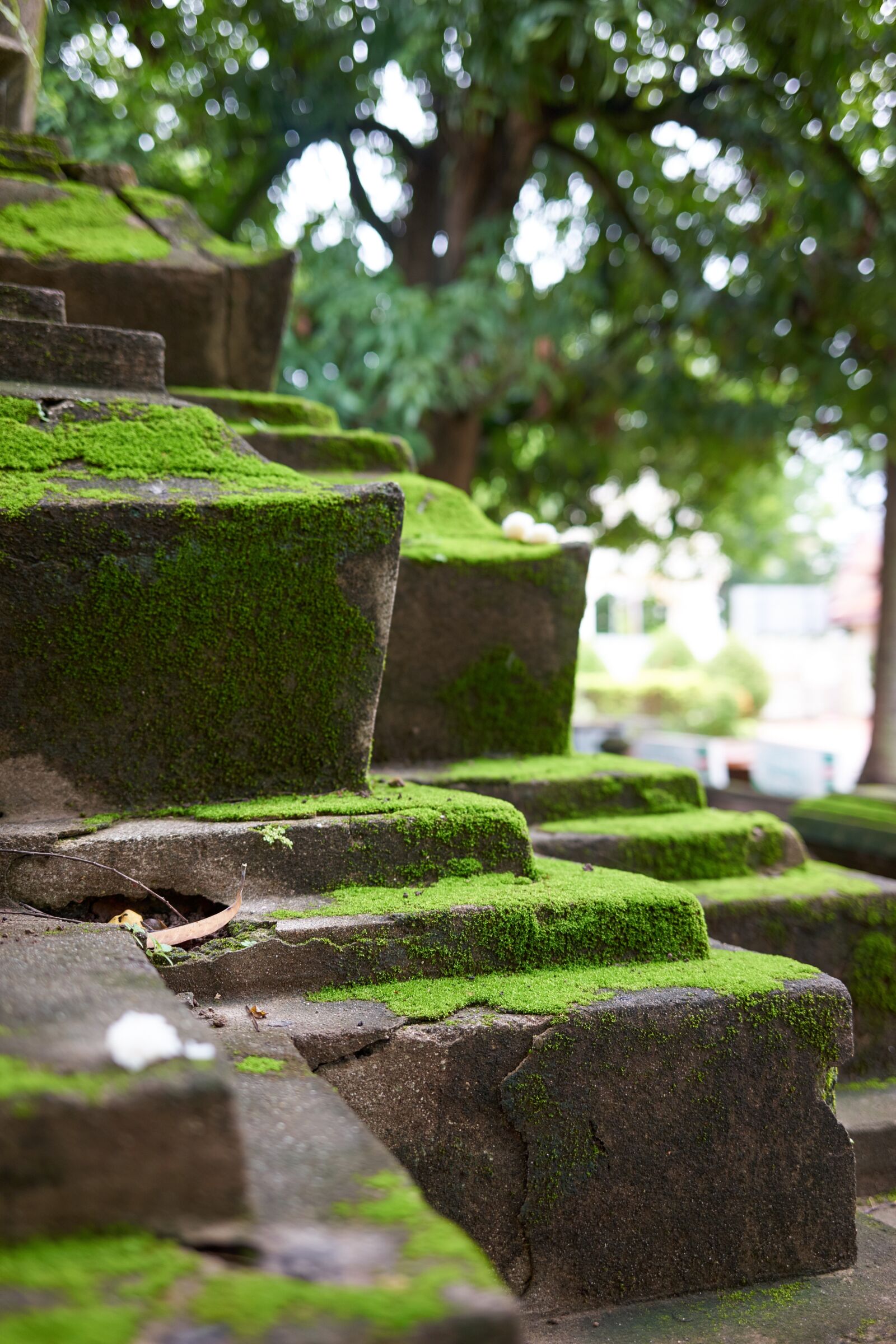 Sony a7 sample photo. Temple, stairs, moss photography