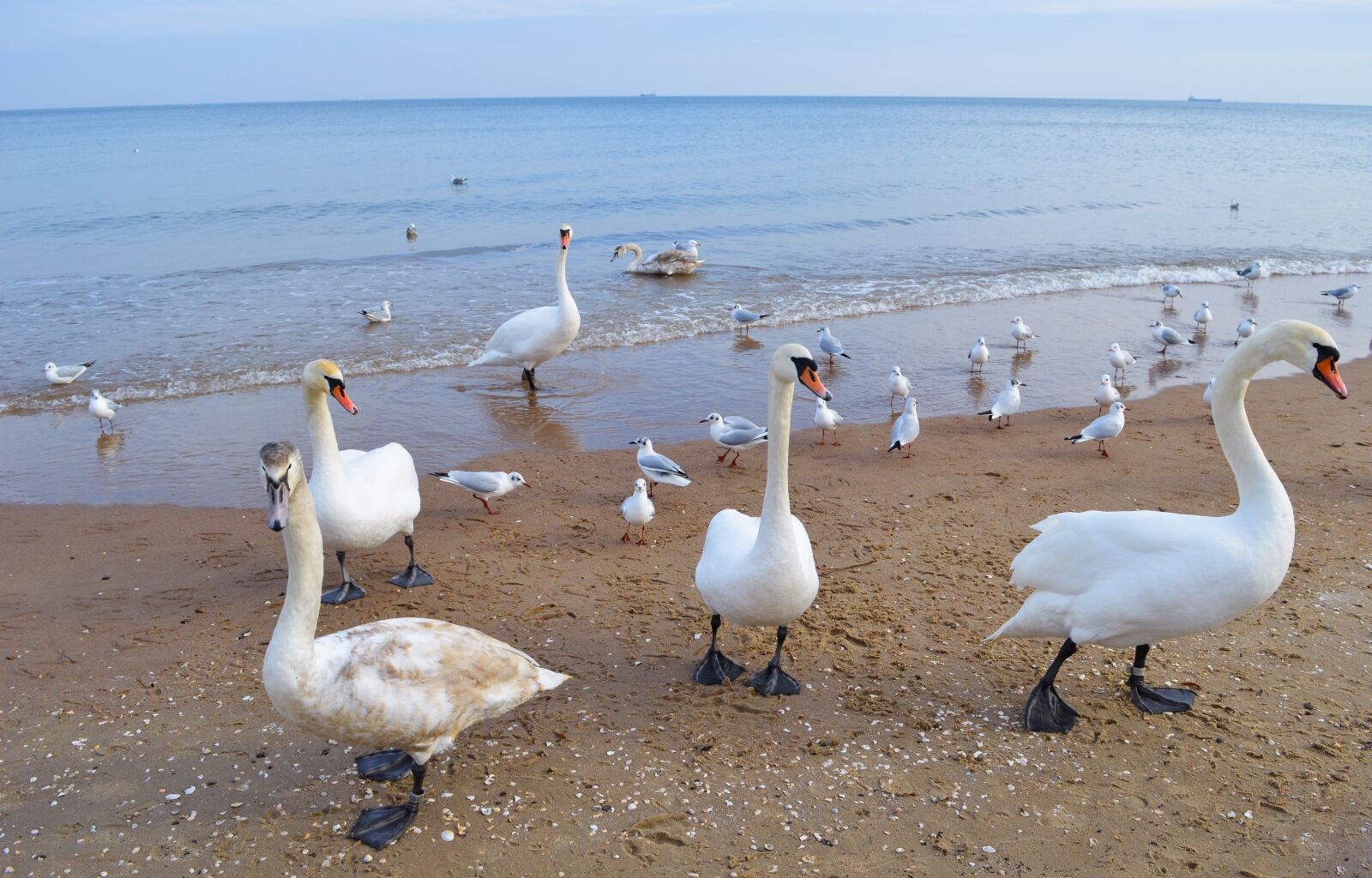 Nikon D3200 sample photo. Swans, sea, water photography