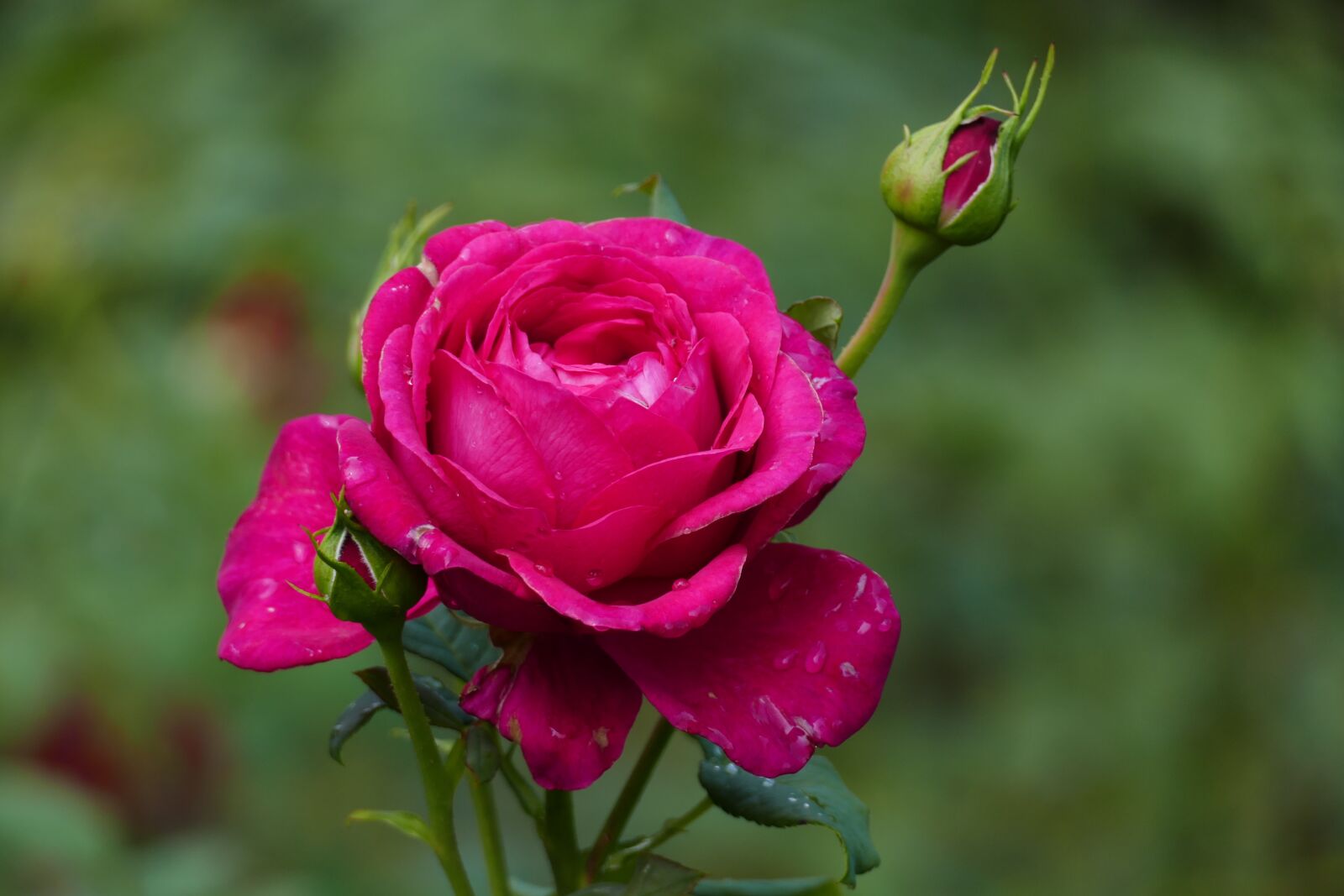 Panasonic Lumix DMC-FZ1000 sample photo. Rose, bud, blossom photography