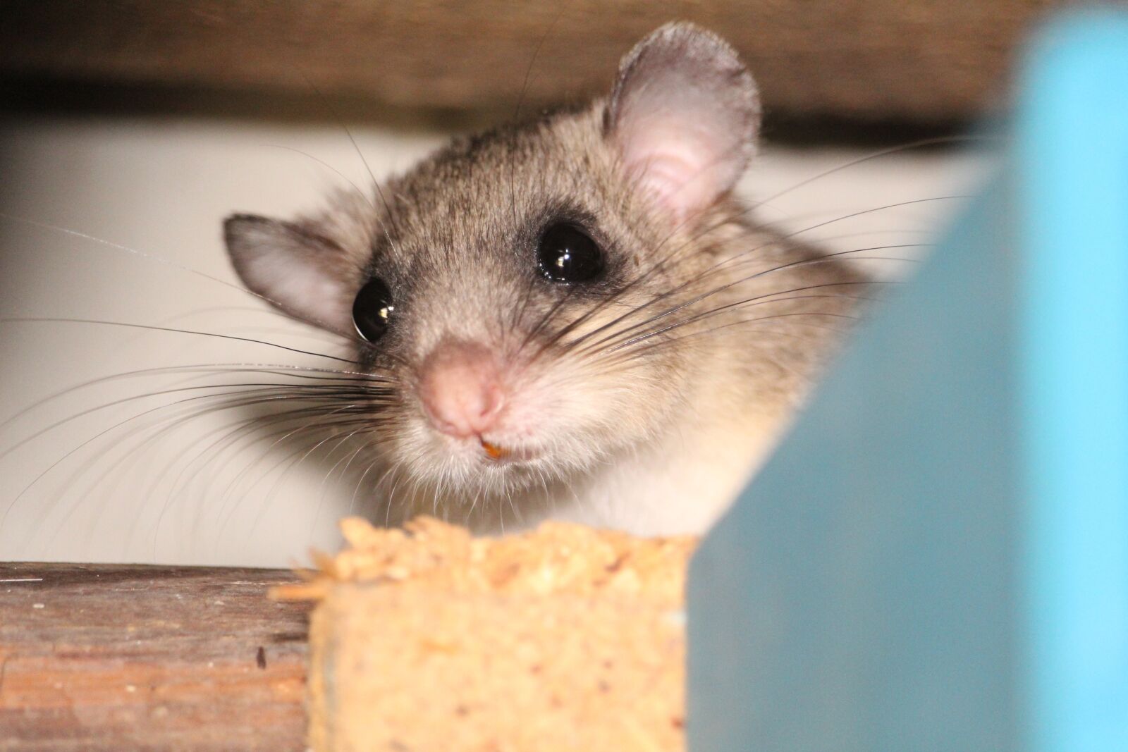 Canon EF-S 55-250mm F4-5.6 IS STM sample photo. Small animal, rodent, edible photography