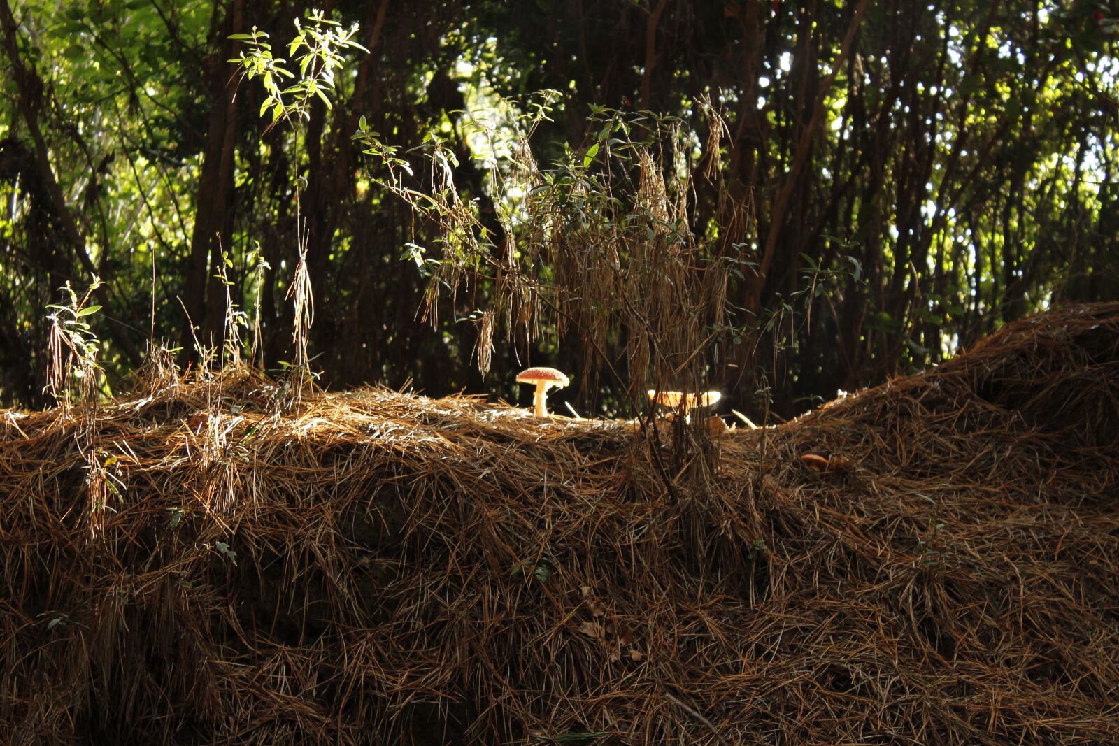 Canon EOS 1200D (EOS Rebel T5 / EOS Kiss X70 / EOS Hi) sample photo. Fungus, forest, mushroom photography