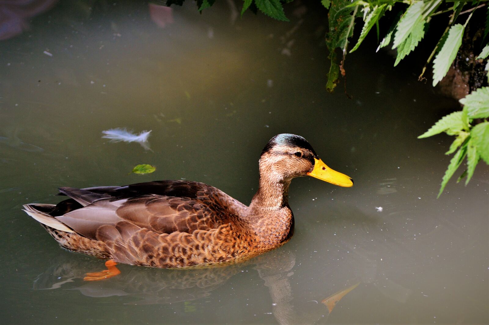 Nikon D3200 sample photo. Ducks, waterfowl, mallard photography