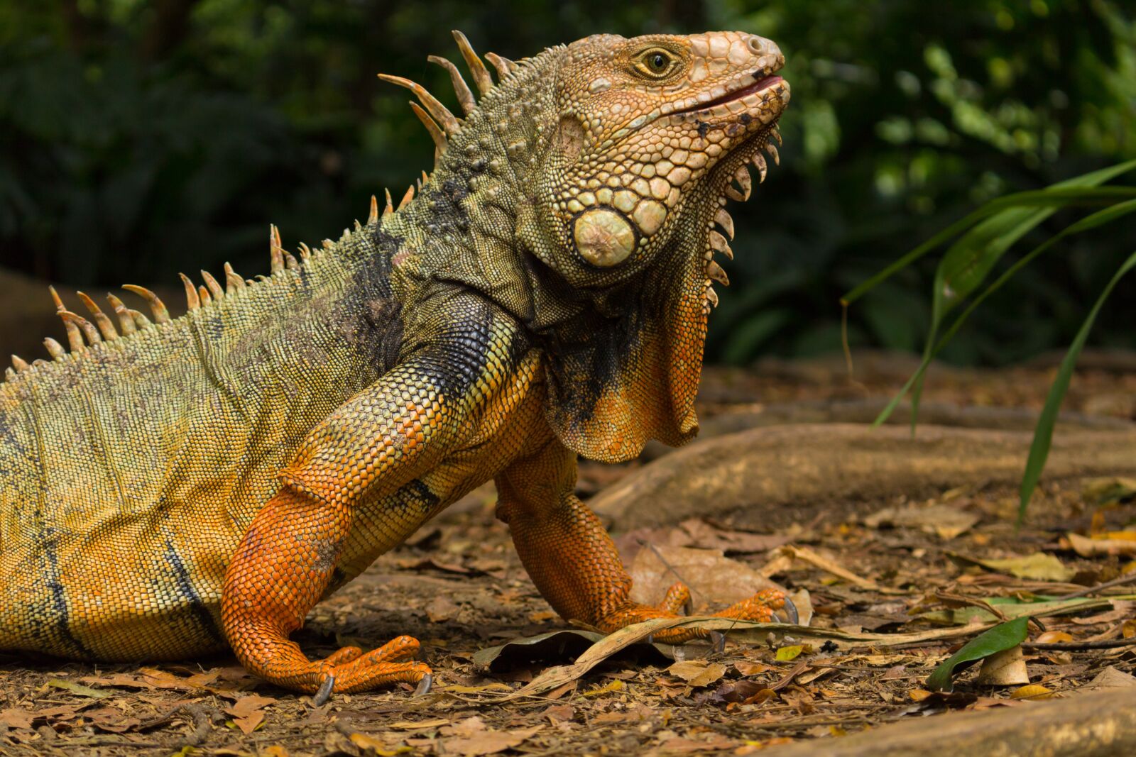Canon EOS 750D (EOS Rebel T6i / EOS Kiss X8i) sample photo. Iguana, medellin, colombia photography