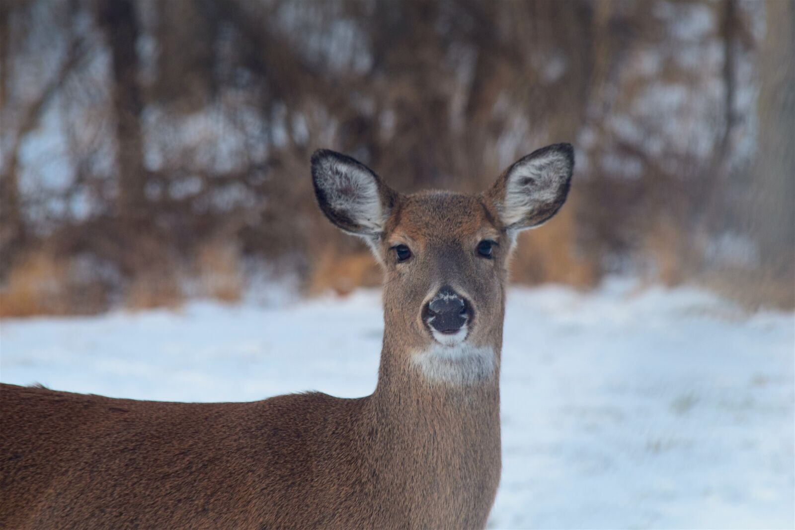 Nikon D3300 sample photo. Deer, wildlife, mammal photography