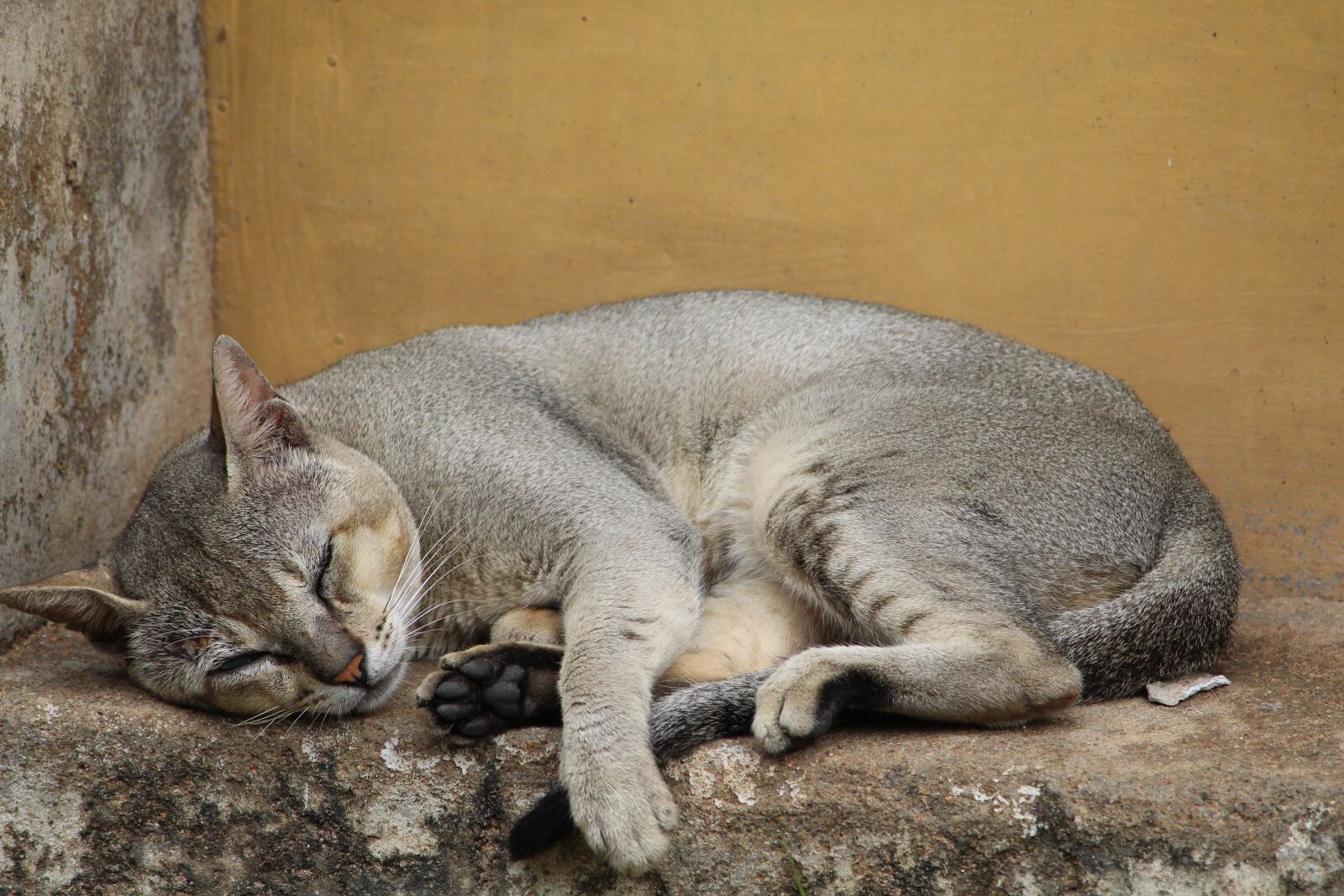 Canon EOS 1300D (EOS Rebel T6 / EOS Kiss X80) sample photo. Cat, fur, kitten photography