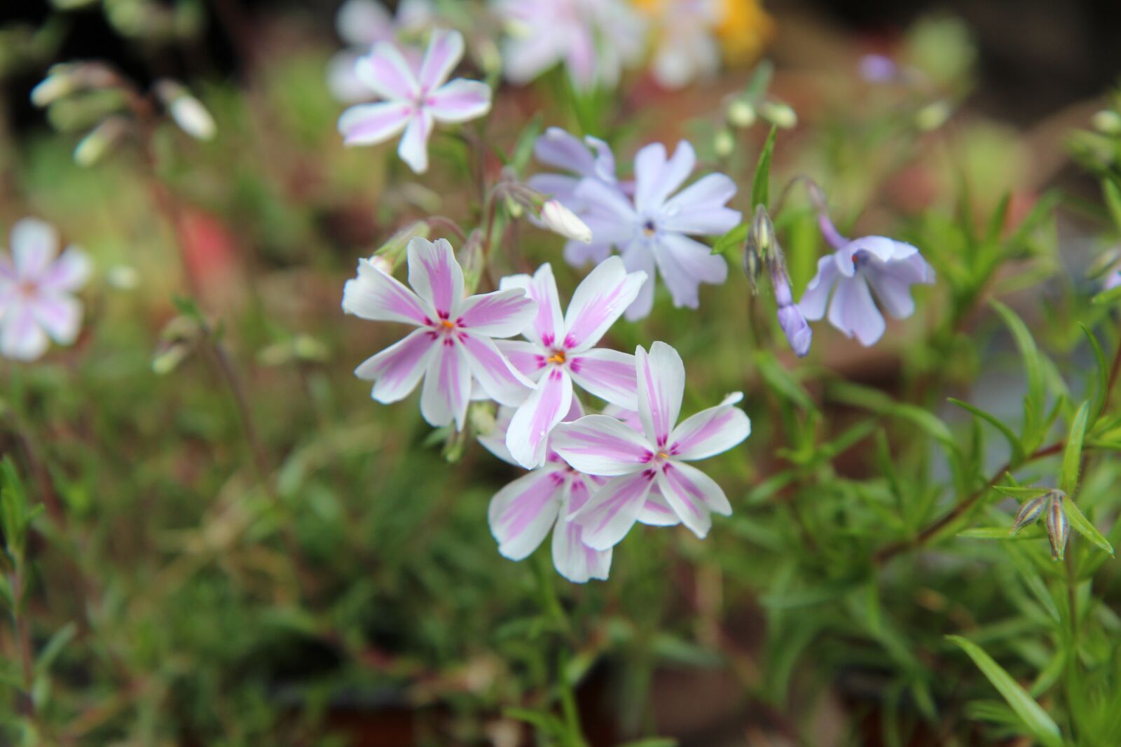 Canon EOS 600D (Rebel EOS T3i / EOS Kiss X5) sample photo. Phlox, flowering, spring-flowering photography