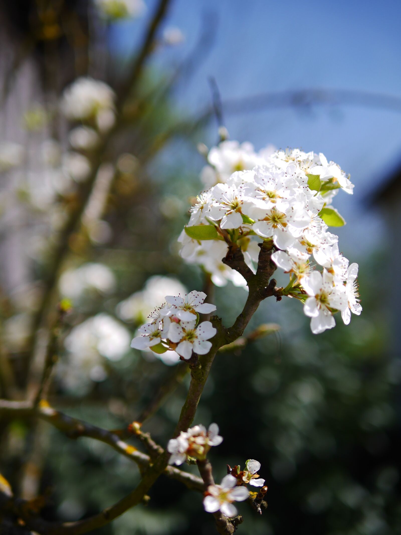 Panasonic Lumix DMC-GX7 sample photo. Flower, cherry, tree photography