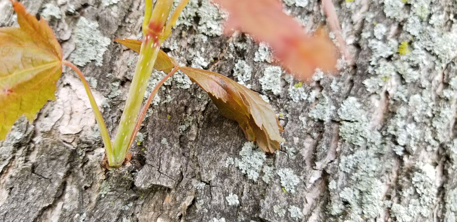 Samsung Galaxy S8 sample photo